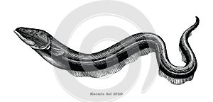 Electric Eel hand drawing vintage engraving illustration