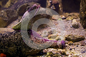 Electric eel