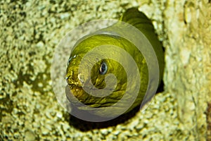 Electric eel in rock