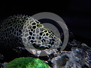 electric eel in saltwater Aquarium