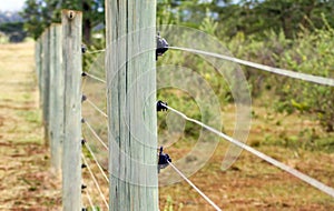 Electric Fence photo