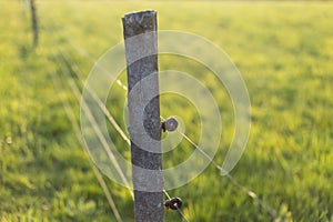 Electric fence around a pasture