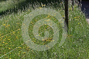 Electric fencing around lovely pasture with farm