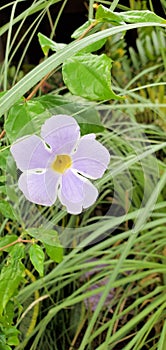 Electric flower full of electricity