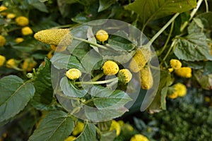 electric flower plant flowers. Sechuan plant with flowers. yellow and black flower. Acmella oleracea or toothache plant