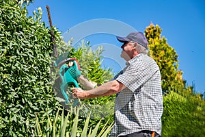 Electric gardening tools. A professional gardener cuts a hedge with an electric hedge trimmer. Gardening and cutting activities