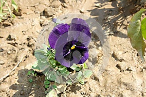 Electric Indigo garden pansy (Viola × wittrockiana) on a sunny day : (pix Sanjiv Shukla)