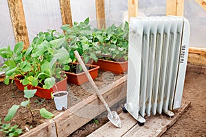 Electric oil heater in greenhouse with seedlings of plants, planting early spring during cold weather.