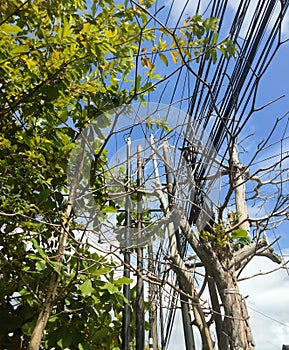 Electric pole wires tangled with trees in the midday heat