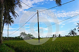 electric poles planted in rice fields