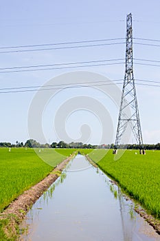 Electric post in rice field