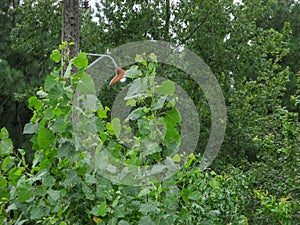 Electric poste between foliage of green trees photo