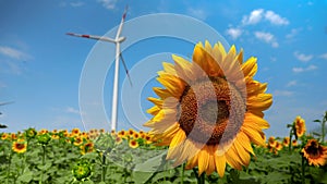 Electric power generating wind turbines working on a sunflower field at sunny windy day. Concept of renewable energy