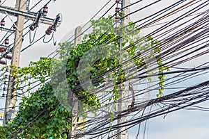 Electric power line with creeper plants