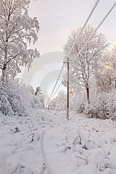 Electric power transmission in winter wood