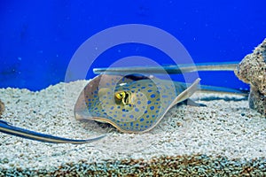 Electric ray floats on the sea bottom