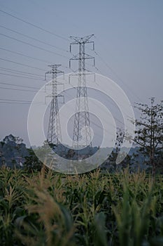 electric tower and corn tree