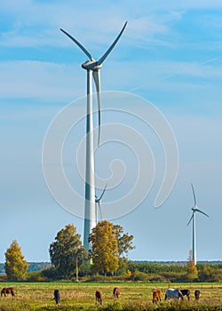 Electric wind farm, a renewable ecological energy source. Horse enclosure, pasture and wind turbines, unique view.