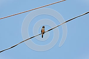 On the electric wire, a lone bird Sporophila caerulescens