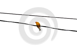 Sicalis flaveola bird standing on wire watching photo