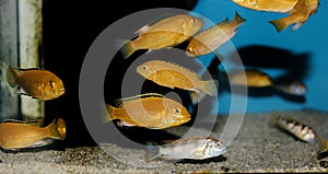 Electric Yellow Afican Cichlid - Labidochromis caeruleus
