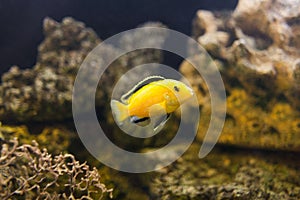 Electric Yellow Cichlid Fish in aquarium close-up.