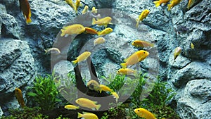 Electric yellow cichlid Labidochromis caeruleus or lemon yellow lab the blue streak hap in aquarium, 4K