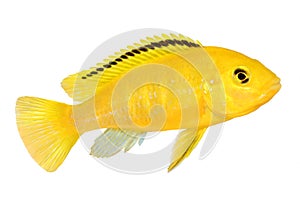 Electric yellow cichlid Labidochromis caeruleus Malawi Aquarium Fish photo