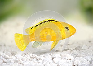 Electric yellow cichlid Labidochromis caeruleus Malawi Aquarium Fish