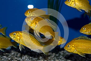 Electric Yellow Lab Cichlid