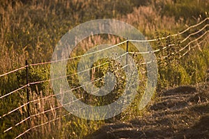 Electrical fence photo