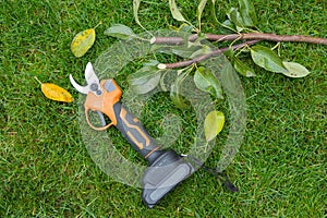 Electrical manual secateur on a lawn with cutted twigs, branches of a tree. The concept of pruning trees in spring and autumn.