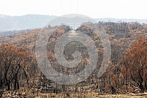 Electrical transmission lines amongst severely burnt Eucalyptus trees after a bushfire in The Blue Mountains