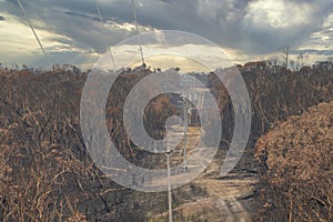Electrical transmission lines amongst severely burnt gum trees after a bushfire in The Blue Mountains