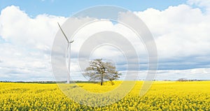 An electricity-generating windmill on the yellow rapeseed field against cloudy blue sky in Yorkshire