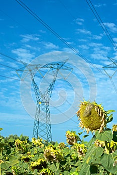 Electricity and nature