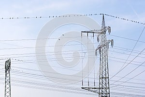 Electricity network with branch mast