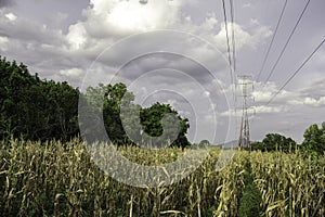 Electricity pole with green corn fields against silhouette sunset sky