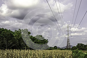 Electricity pole with green corn fields against silhouette sunset sky