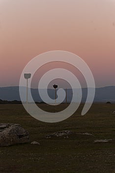 Electricity poles with storks nest at sunset in dehesa de Extremadura in vertical blue hour