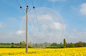 Electricity power lines across a vibrant yellow field of rape seed.