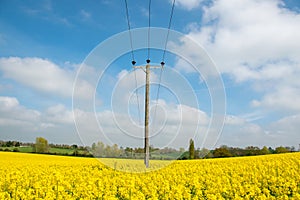 Electricity power lines crossing a bright yellow field of rape seed.