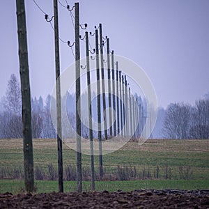 electricity power lines in green autumn meadow field