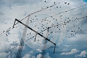 Electricity pylon with birds