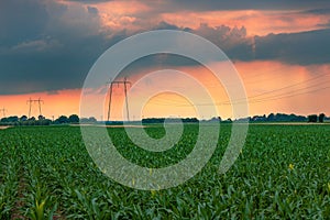 Electricity pylon transmission towers with overhead power line cables in cultivated corn crop field in sunset with stormy clouds