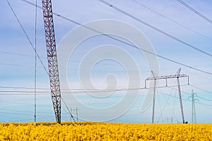 Electricity pylons in blooming canola field in sunset