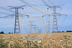 Electricity pylons in a field of barley