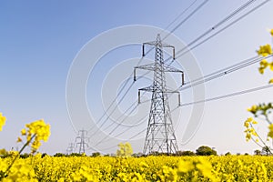 Electricity pylons in a field of rapeseed in full bloom. UK