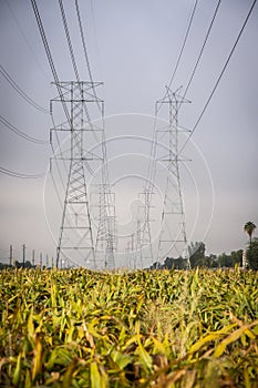 Electricity pylons and grid over a corn field