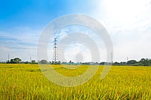 Electricity towers rice field with high voltage power pylons countryside